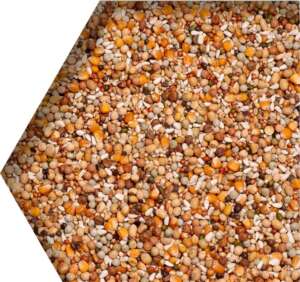 Beyers Premium Super Breeding, Храна за гълъби при размножаване, 20 кг