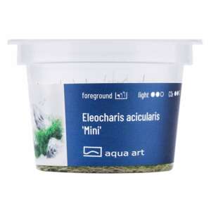 Eleocharis acicularis Mini Инвитро растение за аквариум