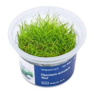 Eleocharis acicularis Mini Инвитро растение за аквариум