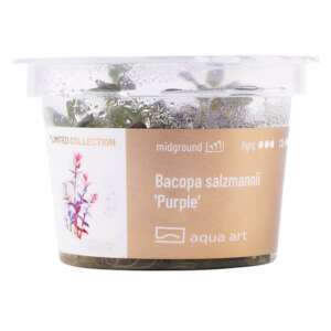Bacopa salzmannii Purple Инвитро растение за аквариум