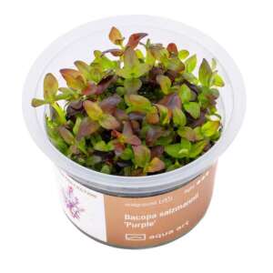 Bacopa salzmannii Purple Инвитро растение за аквариум
