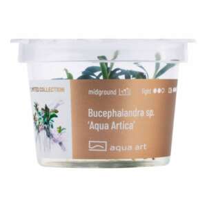 Bucephalandra sp. Aqua Artica Инвитро растение за аквариум