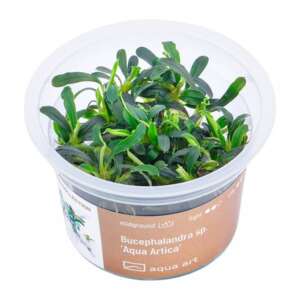 Bucephalandra sp. Aqua Artica Инвитро растение за аквариум