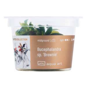 Bucephalandra sp. Brownie Инвитро растение за аквариум
