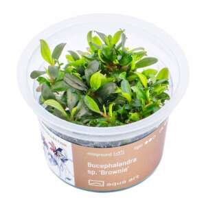 Bucephalandra sp. Brownie Инвитро растение за аквариум