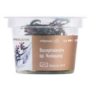 Bucephalandra sp. Kedagang Инвитро растение за аквариум