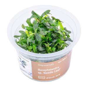 Bucephalandra sp. Needle leaf Инвитро растение за аквариум