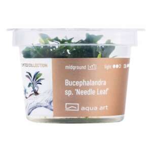 Bucephalandra sp. Needle leaf Инвитро растение за аквариум