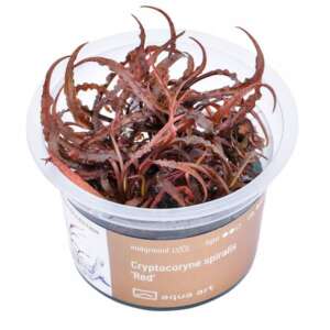Cryptocoryne spiralis Red Инвитро растение за аквариум