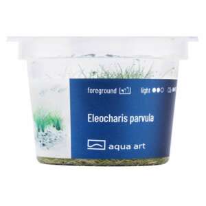 Eleocharis parvula Инвитро растение за аквариум