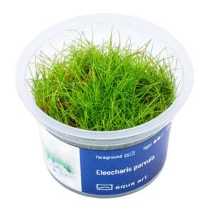 Eleocharis parvula Инвитро растение за аквариум