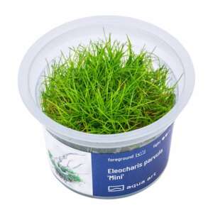 Eleocharis parvula Mini Инвитро растение за аквариум