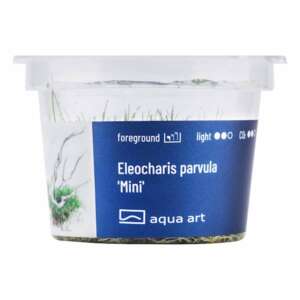 Eleocharis parvula Mini Инвитро растение за аквариум