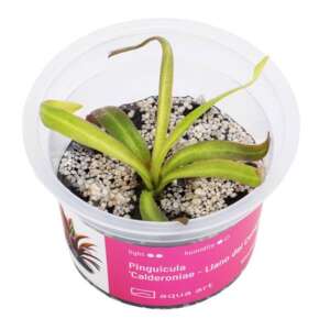 Pinguicula Calderoniae - Llano del Conejo Инвитро растение за терариум
