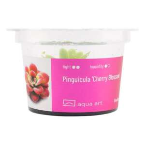 Pinguicula Cherry Blossom Инвитро растение за терариум
