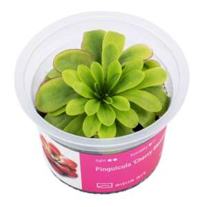 Pinguicula Cherry Blossom Инвитро растение за терариум