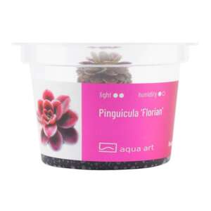 Pinguicula Florian Инвитро растение за терариум