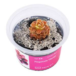 Pinguicula Florian Инвитро растение за терариум