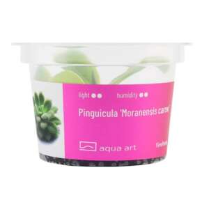 Pinguicula Moranensis carow Инвитро растение за терариум