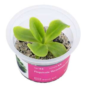 Pinguicula Moranensis carow Инвитро растение за терариум