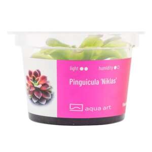Pinguicula Niklas Инвитро растение за терариум