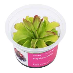 Pinguicula Niklas Инвитро растение за терариум
