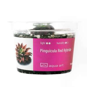 Pinguicula Red Hybride Инвитро растение за терариум