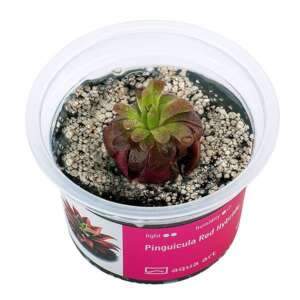 Pinguicula Red Hybride Инвитро растение за терариум