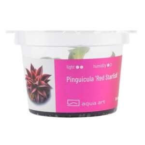 Pinguicula Red Starfish Инвитро растение за терариум