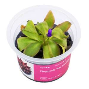 Pinguicula Red Starfish Инвитро растение за терариум